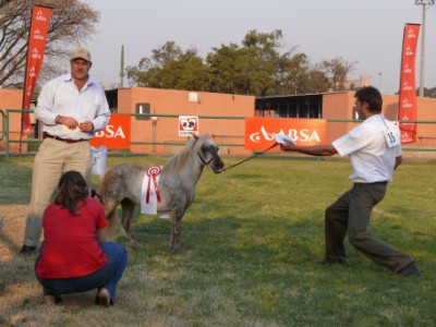 Renske - Junior  Champion Mare and reserver larget champion mare